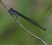 Damselfly